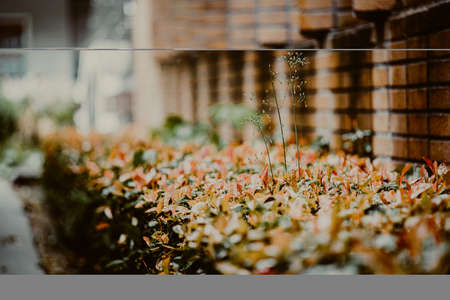 Plants in an outdoor setting. Selective focus. nature. High quality photoの写真素材