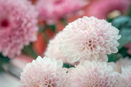 Chrysanthemums blooming in summer, close-up macro shotの写真素材