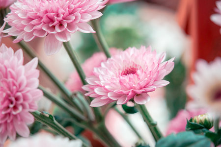 Chrysanthemums blooming in the sun, close-up macro photographyの写真素材