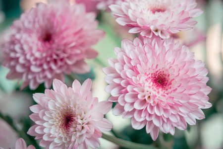 Open chrysanthemum, close-up macro shotの写真素材