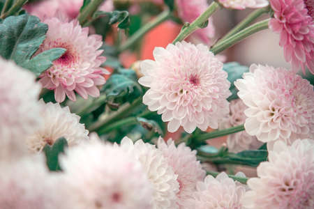 Chrysanthemum blooms, summer flowersの写真素材