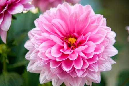 Summer open chrysanthemum, bright and beautiful.の写真素材