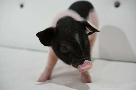 play with little pigs. Close-up footage of the pig.の写真素材