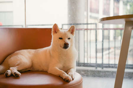 Cute Shiba Inu dog sitting on the chair in the cafe.の写真素材