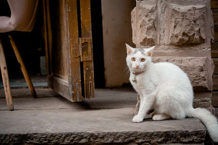 White cat sitting in front of an old door in the village.の写真素材