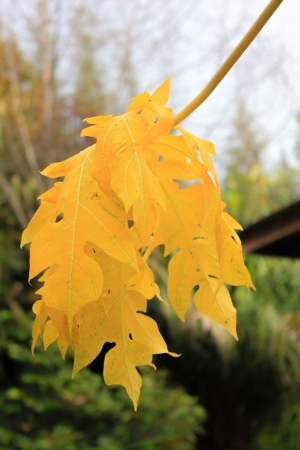 papaya leaves の写真素材