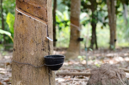 Milk of rubber tree flows into a wooden bowl in thailandの写真素材
