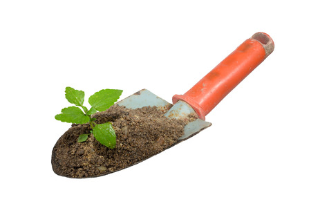 Gardening trowel and plant on a white の写真素材