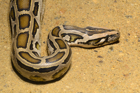 Ball Python   Python regius 