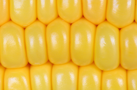 Photo of yellow corn background, abstract backgrounds 