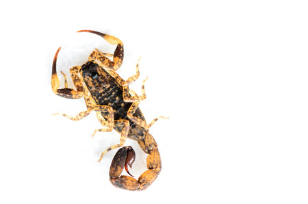 Brown Scorpion on top a white background の写真素材