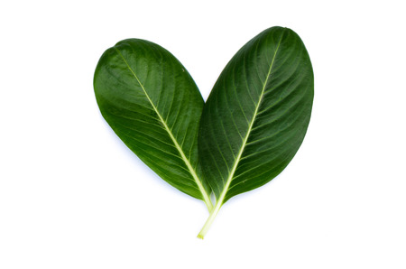 Green leaf twin on a white background の写真素材