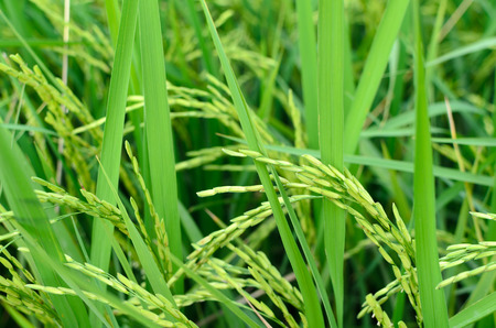Paddy rice in field の写真素材