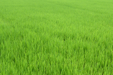 Green grass background texture  の写真素材