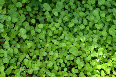 green leaf backgroundの写真素材