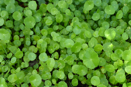 green leaf backgroundの写真素材