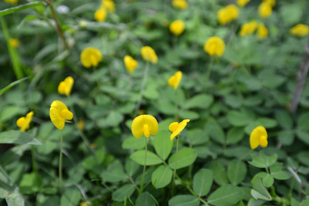 Spring background with beautiful yellow flowersの写真素材