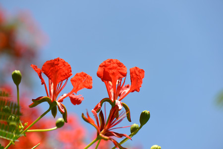 Peacock flowers on the tree の写真素材