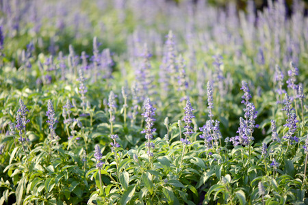 Blue Salvia (salvia farinacea) flowers blooming in the garden.の写真素材