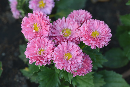 Colorful pink autumnal chrysanthemum background.の写真素材