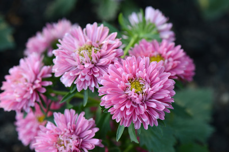 Colorful pink autumnal chrysanthemum background.の写真素材