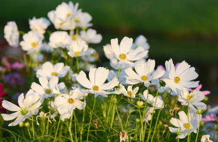 White cosmos flowers in the garden.の写真素材