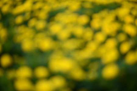 Defocused flower in blurred.
