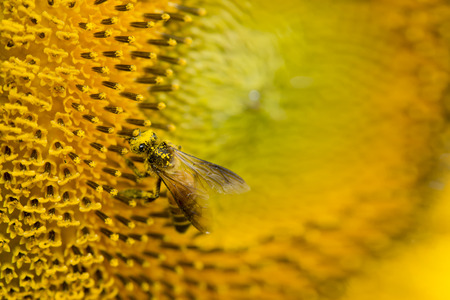 Close up of bee on sunflower.の写真素材
