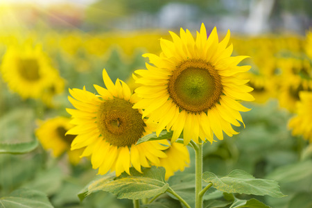 Sunflowerの写真素材