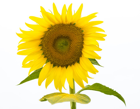 Sunflower Isolatedの写真素材