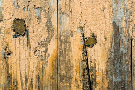 A fragment of a hardwood.