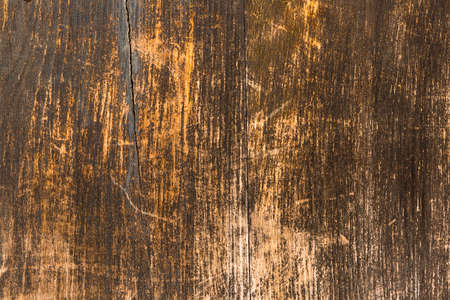 A fragment of a hardwood.