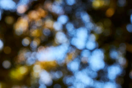 Green forest with blue sky bokeh background. Defocused and blur lens effect.の写真素材