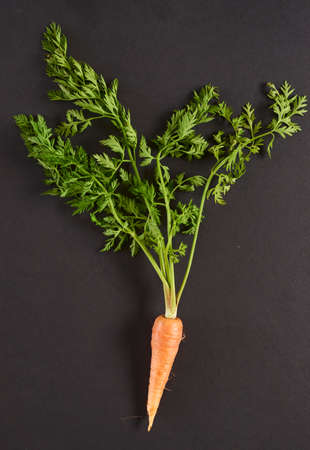 Color carrot with leaves at organic greengrocer's shop. stock photo.の写真素材