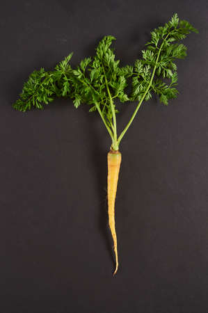 Color carrot with leaves at organic greengrocer's shop. stock photo.の写真素材