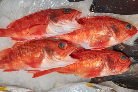 Fresh fish for sale on a counter with ice, Pacific Ocean, Taiwanの写真素材