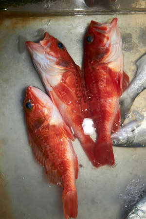 Fresh fish for sale on a counter with ice, Pacific Ocean, Taiwanの写真素材