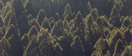 Fir tree forest in the yellow morning sun light at dawn in the mountain, Taiwan.の写真素材