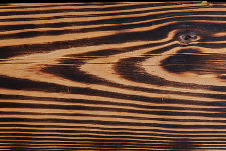 A fragment of a hardwood.の写真素材