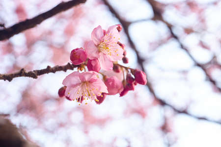 Cherry blossom in full bloom. Shallow depth of field with big aperture lens.