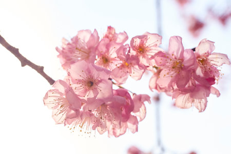 Cherry blossom in full bloom. Shallow depth of field with big aperture lens.の写真素材