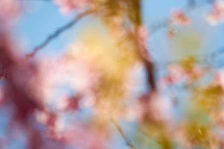 Cherry blossom in full bloom. Shallow depth of field with big aperture lens.の写真素材