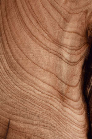 Fragment of the texture of the nature abstract pattern sheet.の写真素材