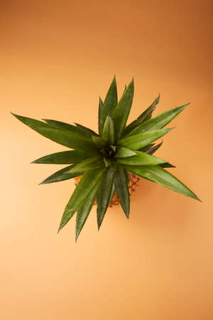 Many pineapples on super market.の写真素材