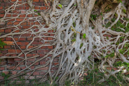 Spreading big tree root on the wall.