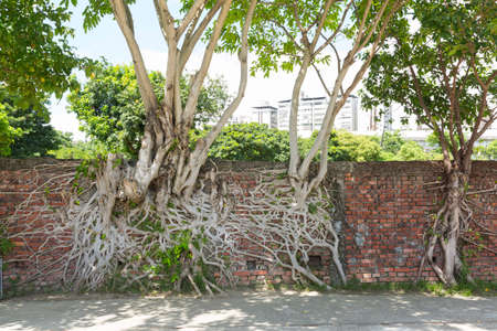 Spreading big tree root on the wall.の写真素材