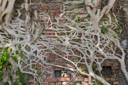Spreading big tree root on the wall.