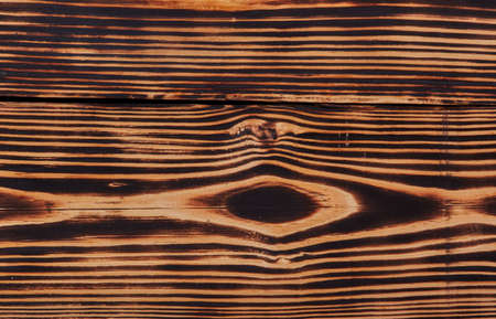 A fragment of a hardwood.の写真素材