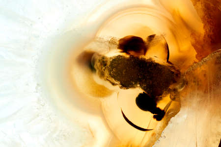 Abstract beautiful fancy yellow crystal background texture of fossil.