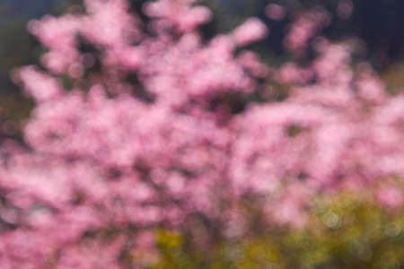 Pink cherry blossom bokeh background. Defocused and blur lens effect.の写真素材